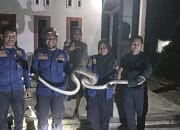 Ular Sawah Masuk Rumah Warga di Wotu, Tim Damkar Bergerak Cepat